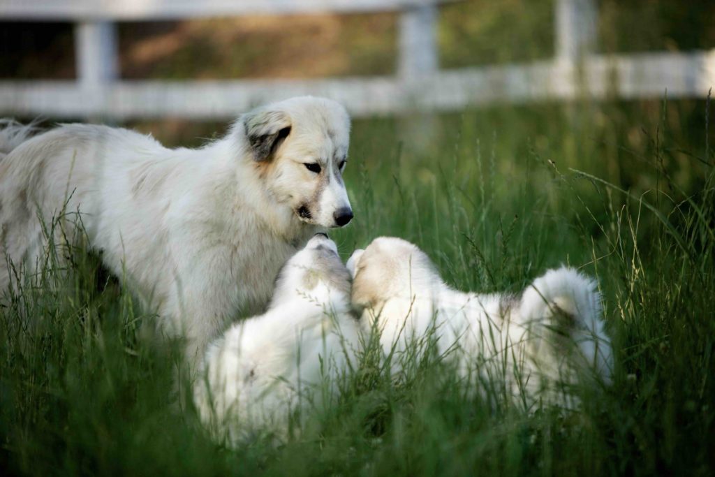 mi gran pequena granja