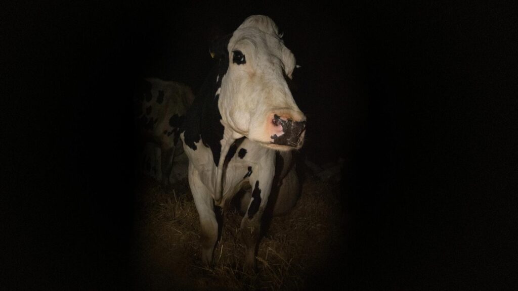 Vaca