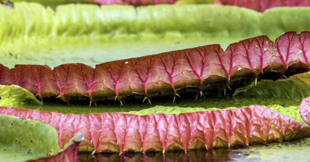 Planeta Verde